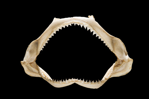 A shark jaw with teeth against a black background