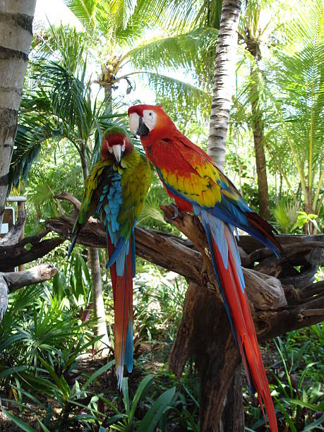 parrot love couple - fsachs78 stockfoto's en -beelden