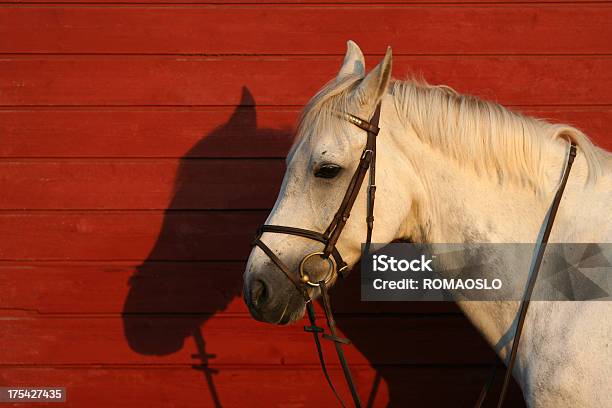 Perfil De Un Caballo Blanco Foto de stock y más banco de imágenes de Animal doméstico - Animal doméstico, Anochecer, Arnés