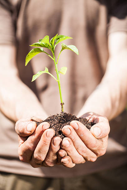 istock Planting Seedlings Vegetable Garden 175427502
