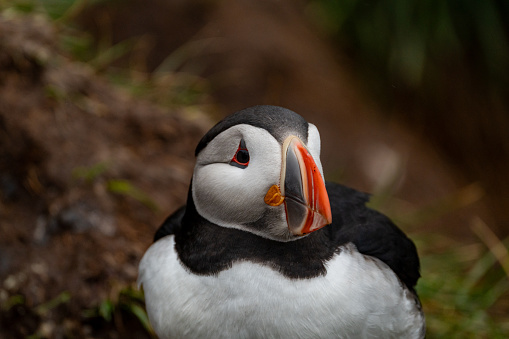 Portrait of an Atlantic Puffin, in Iceland in summer