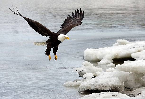 istock Bald Eagle Landing on Ice Floats, Alaska 175427626
