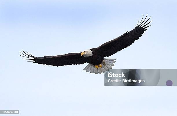 Photo libre de droit de Bald Eagle Vol Alaska banque d'images et plus d'images libres de droit de Aigle - Aigle, Pygargue à tête blanche, Voler