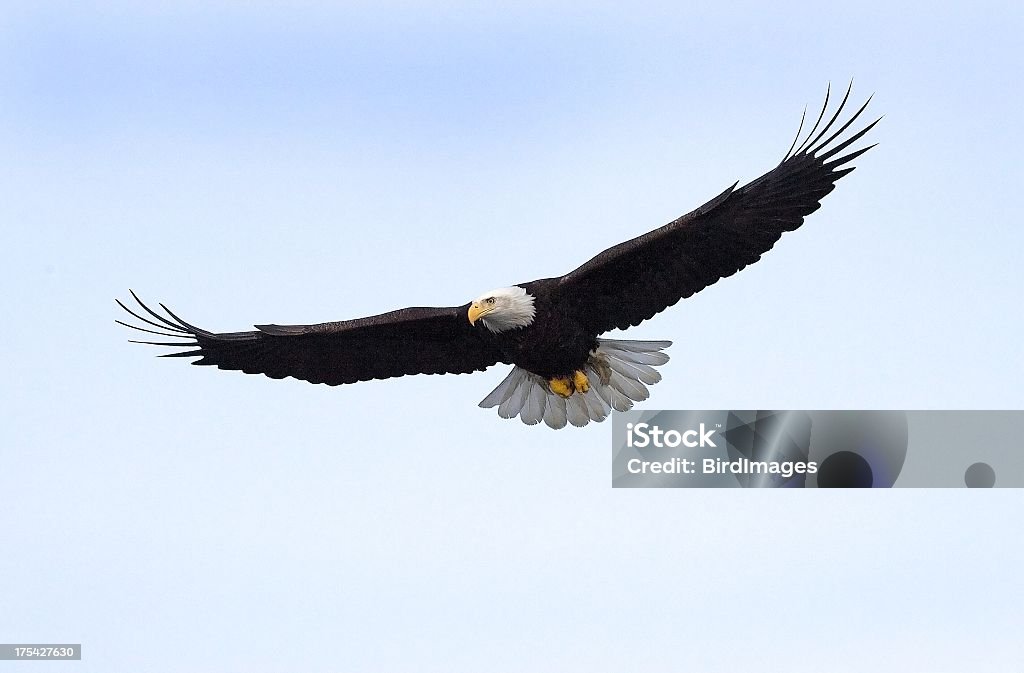 Bald Eagle w lot, Alaska - Zbiór zdjęć royalty-free (Orzeł)