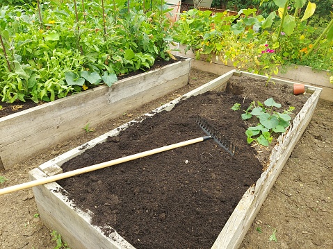 preparing a wooden bed for growing in the backyard garden. rake preparing the soil for planting seeds.