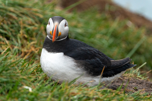 Close up portrait of a puffin, sitting. Iceland