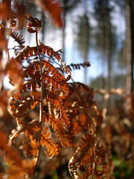 Photo of Autumn ferns in Sherwood Forest