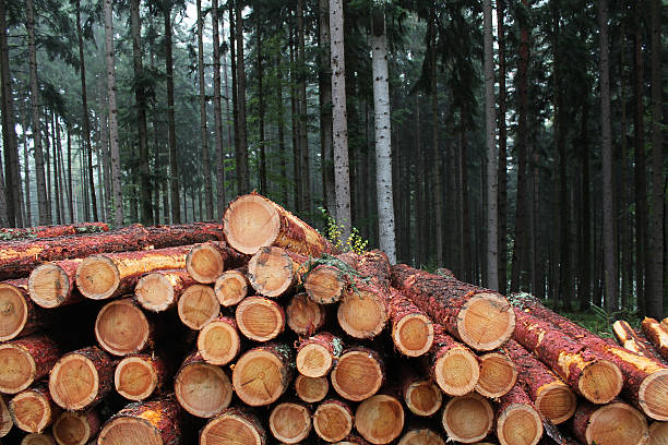 istock pile of larch logs 175427951
