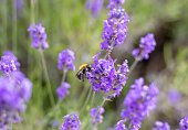 Honey bee pollinating lavender flowers. Plant  with insects. Blurred summer background of lavender flowers field with bees.