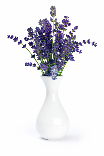 Lavender flowers in a white vase on white background.