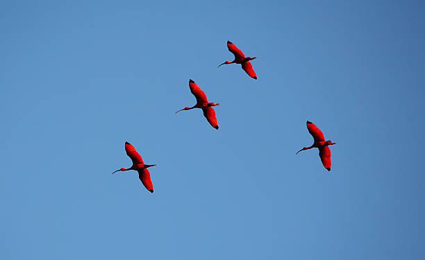 フライト 1 のショウジョウトキ - scarlet ibis ストックフォトと画像