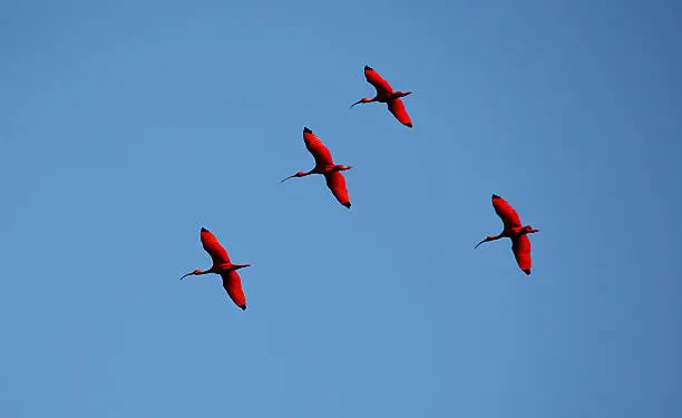 "scarlet ibis, caroni bird sanctuary, trinidad"