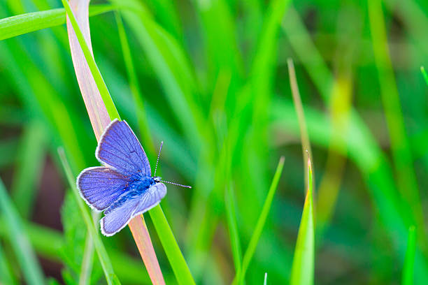 istock Butterfly on green blade of grass 175428154