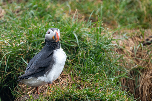 Atlantic puffin with near the burrow, with grass, in Iceland