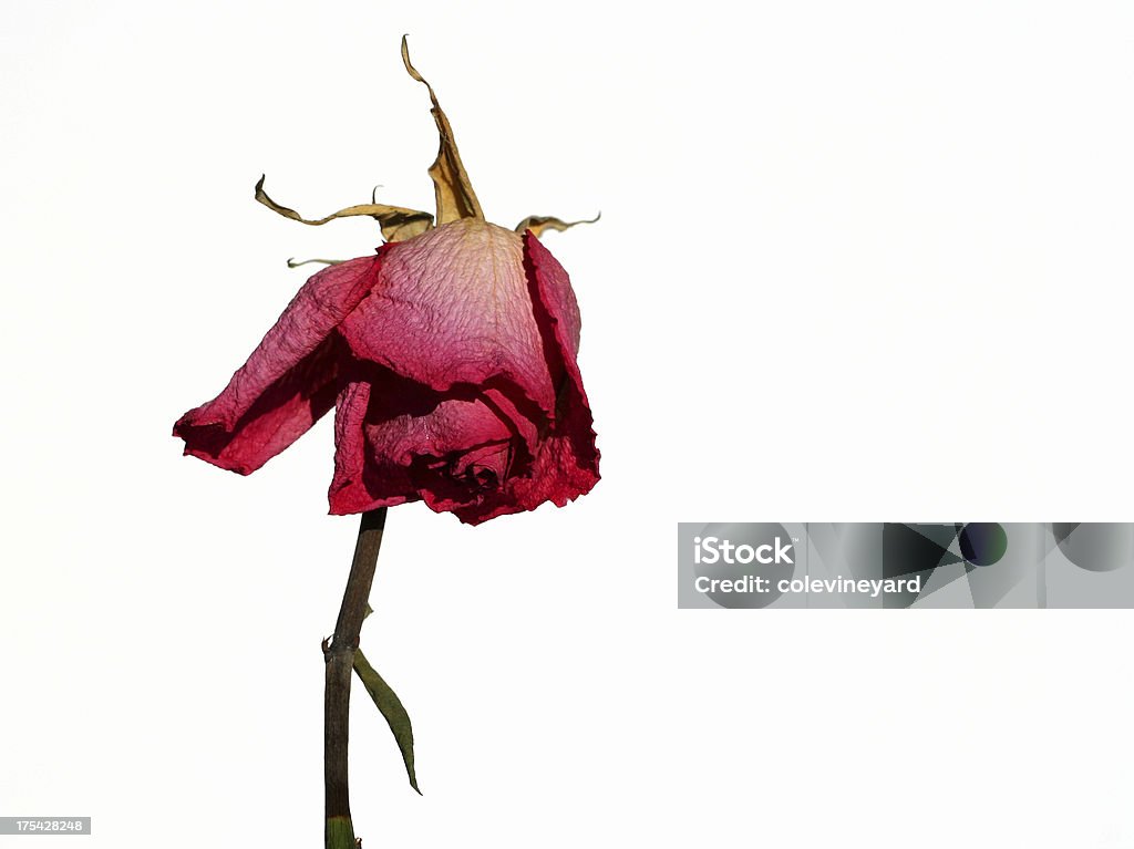 Dead rosa - Foto stock royalty-free di Rosa - Fiore