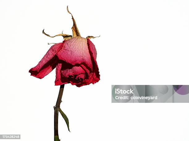 Dead Rosa - Fotografie stock e altre immagini di Rosa - Fiore - Rosa - Fiore, Appassito, Fiore