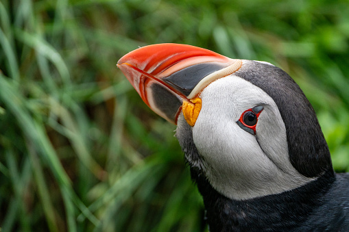 Puffin with its beak mouth open, in Iceland