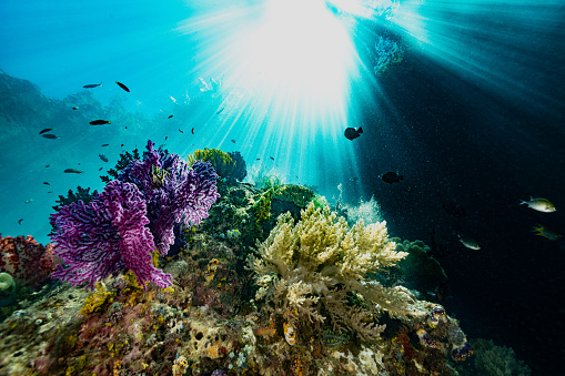 Its high noon, the tropical sun beats down into the shallow reef. Gorgonian coral, leather coral, soft corals, ascidians, hydroids, featherstars and sponges cover the reef. A large colony of Yellow Seacucumber Colochirus robustus is under the purple gorgonian. 
Moonwrasses Thalassoma lunare, Threespot Dascyllus Dascyllus trimaculatus, Yellowtail Demoiselle Neopomacentrus azysron, Lunar Fusilier Caesio lunaris and Ternate Chromis Chromis ternatensis are there. 
Triton Bay, West Papua Province, Indonesia 
3°53'36.564 S 134°6'21.594 E at 4m depth