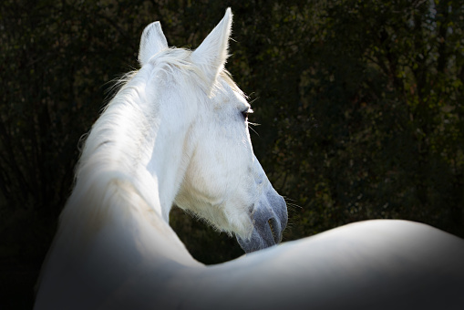Headshot of a white horse with grass in the mouth, running around in the pasture. Profile picture in motion of an Arabian purebred horse with a nice dish in the head.