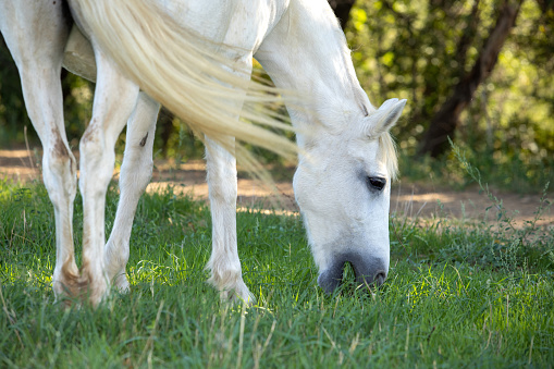 White horse grazing in a meadow with trees in the background