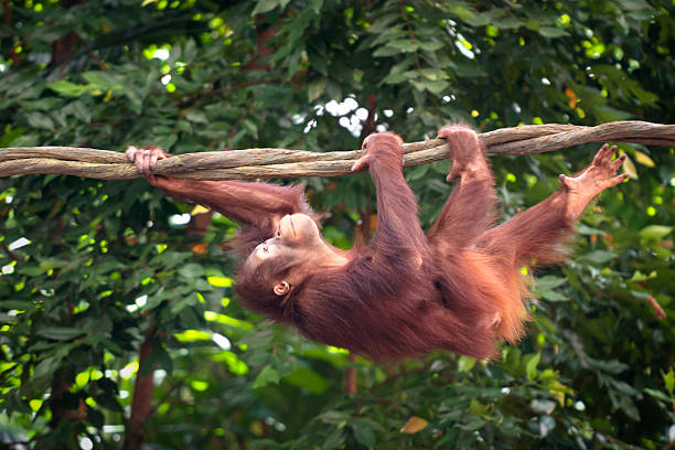 orang-utan schwingen durch den regenwald - play the ape stock-fotos und bilder