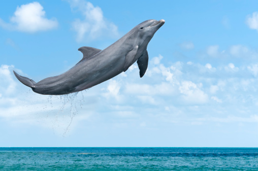 Beautiful bottlenose dolphins jumping out of sea with clear blue water on sunny day