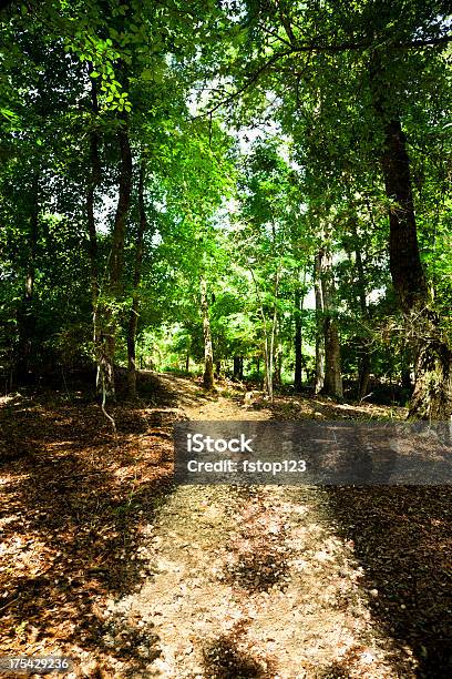 Floresta Caminho Na Floresta - Fotografias de stock e mais imagens de Estupefação - Estupefação, Floresta, Texas