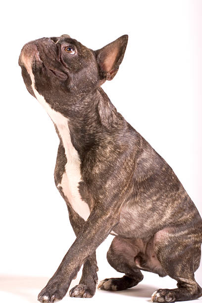 istock french bulldog looking up 175429318