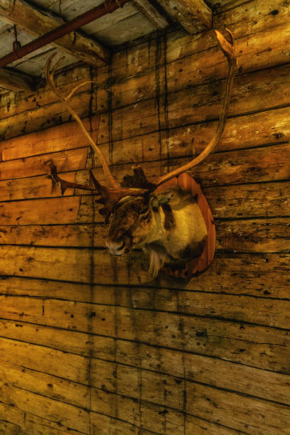 istock Reindeer head with antlers, Bryggen, Norway 1754293444