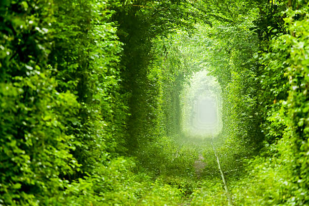 istock Green Tunnel, Ukraine 175429433