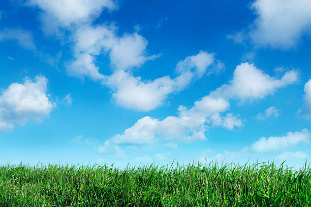 istock Green grass horizon with blue sky background 175429486