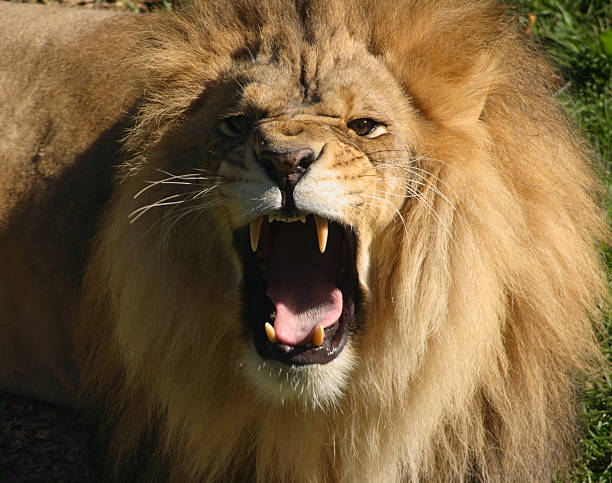 lion en colère avec colère roaring- gros plan portrait d'animal sauvage - furiously photos et images de collection