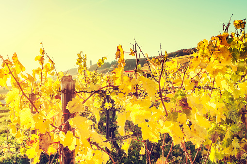 Vineyard during a sunny autumn evening