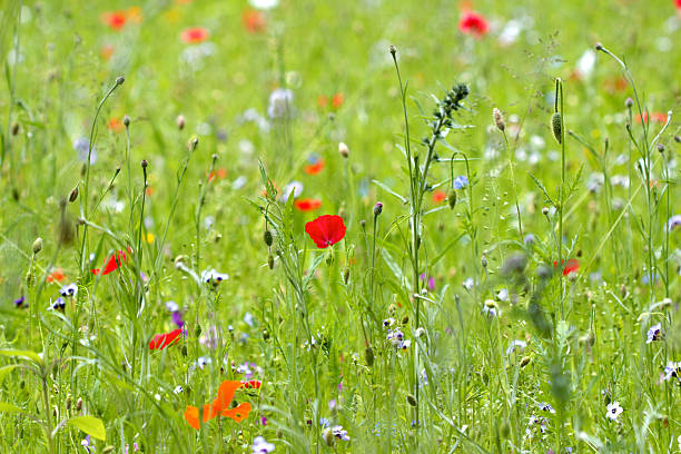 istock Red  poppy flowers 175429881
