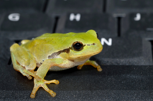 Rana esculenta synklepton, frog, green frog, marsh frog, water, animal close-up portrait