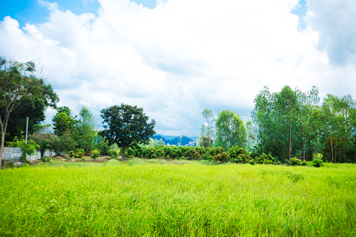 Landscape around thai village Parangmee near Noen Maprang  in province Phitsanulok