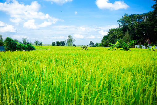 Rice field and Landscape around thai village Parangmee near Noen Maprang  in province Phitsanulok