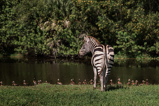 Group of zebras in Tarangire National Park / Tanzania.