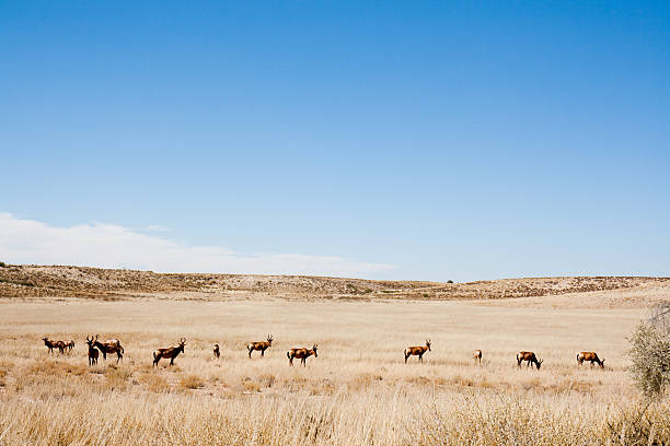 hartebees sul kalahari - kalahari gemsbok national park foto e immagini stock