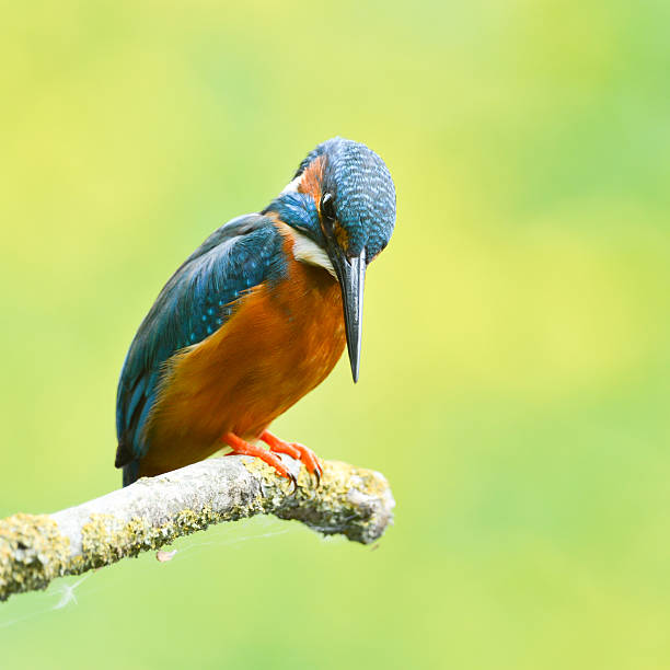 Male Kingfisher perching (Alcedo atthis) stock photo