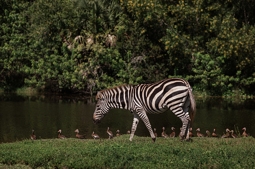 Zebra isolated on white background. Zebra full length cutout