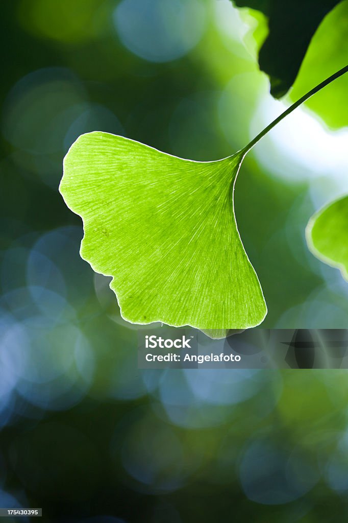 Gingko Biloba Blatt, Nahaufnahme - Lizenzfrei Baum Stock-Foto