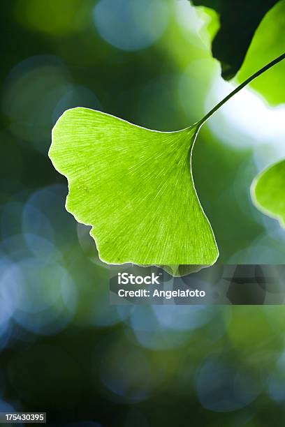 Gingko Biloba Blatt Nahaufnahme Stockfoto und mehr Bilder von Baum - Baum, Bildhintergrund, Blatt - Pflanzenbestandteile