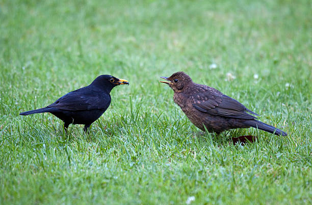 istock hungry blackbird baby 175430411