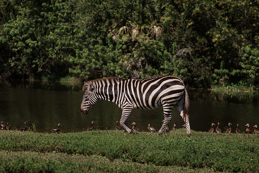 Wild animals congregate around a waterhole in Etosha National Park, northern Namibia, Africa.