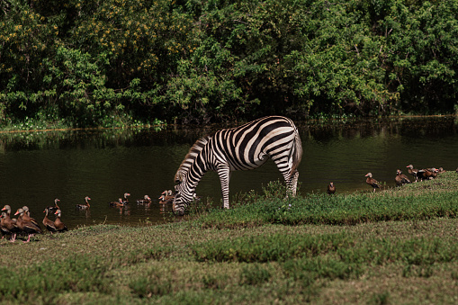 Black & White Striped Zebras, Grazing and Drinking Water from a Lake in a Field Surround by Lush Trees in South Florida in the Fall of 2023