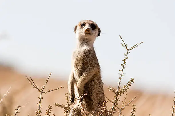 "A meerkat watches for danger in the Kgalagadi game reserve, South Africa"