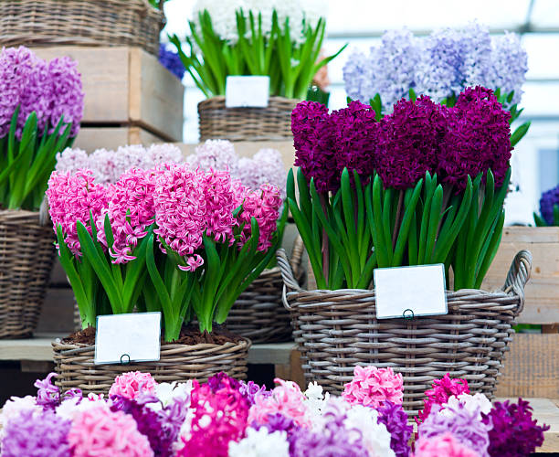istock Chelsea Flower Show: Hyacinthus Orientalis sale and display stand 175430567