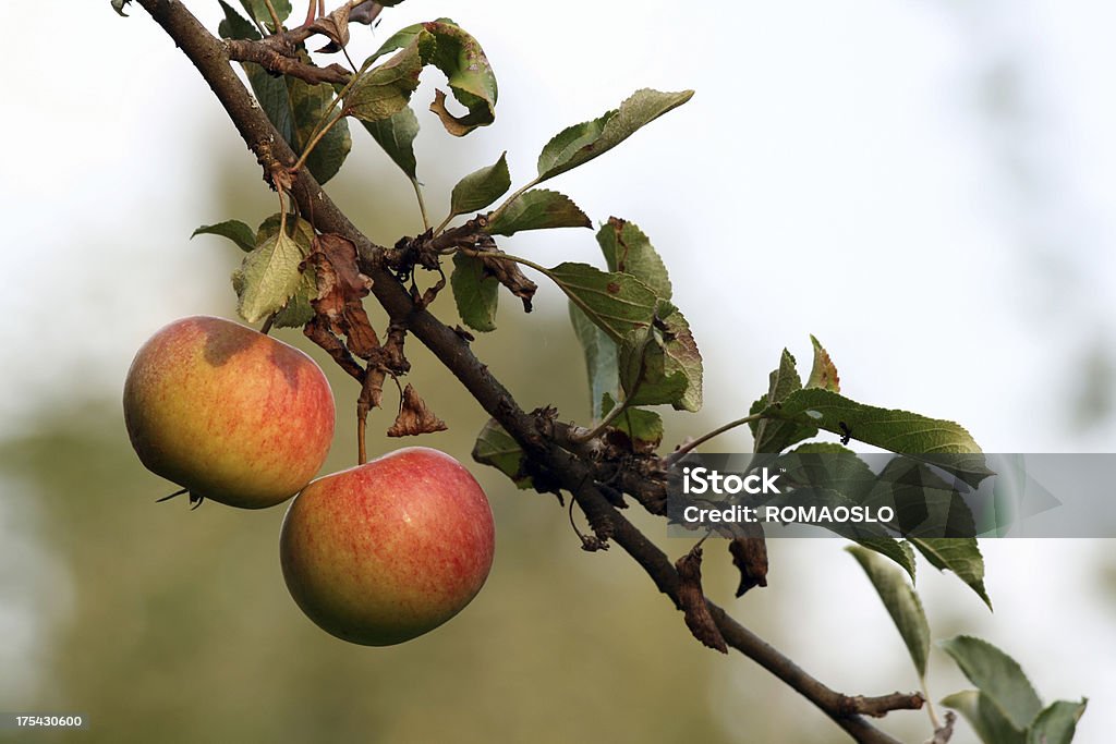 Duas maçãs em um ramo - Royalty-free Alimentação Saudável Foto de stock