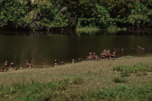 Ducks in a Lake in a Field Surround by Lush Trees in South Florida in the Fall of 2023